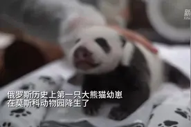 年终报道·我的这一年丨圆梦时刻，见证旅俄大熊猫诞下幼崽——莫斯科动物园园长阿库洛娃眼中的2023年图片