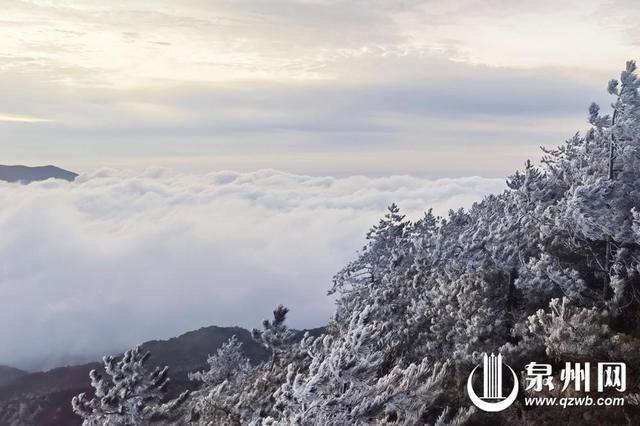 冬景缤纷似春华 来泉州赏南国冬韵图