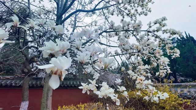 荣成清明出游全攻略，美景优惠两不误