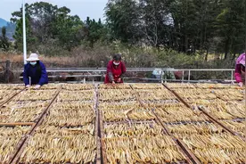 江西吉水：腐竹生产忙 飘香富农家图片