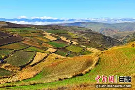 宕昌：当归飘香采挖忙 振兴路上有“良方”图片