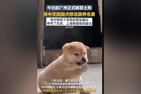 广州正式解禁土狗，重要的是坚守文明养狗底线图片