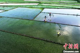 广西南宁乡村田园景如画图片