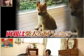 日本老奶奶和柴犬双双患上痴呆症后被迫分离…多年后重逢，看哭了…图片