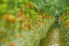 喜报！台商区3个村获市级“一村一品”专业村图片