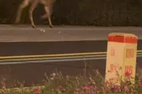 成都东安湖路边出现小鹿？当地农业局：确有此事，初步判断是养殖梅花鹿图片