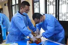 仔猪阉割鸡翅采血看谁又快又准  四川广安38名兽医大比拼图片