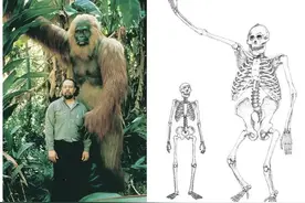 巨猿悲歌：灵长类“巨无霸”步氏巨猿为何灭绝？图片