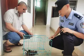 被救的“呆萌”小鸟，竟是国家二级保护动物！图片
