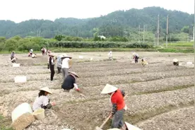 三穗县长吉镇：龙牙百合种植助农增收图片