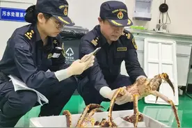 杭州空港口岸首次进口帝王蟹图片