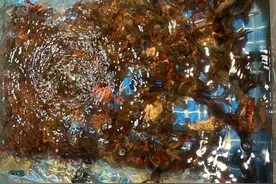 140元/公斤！提前上市！有台州人已经吃上了小龙虾图片