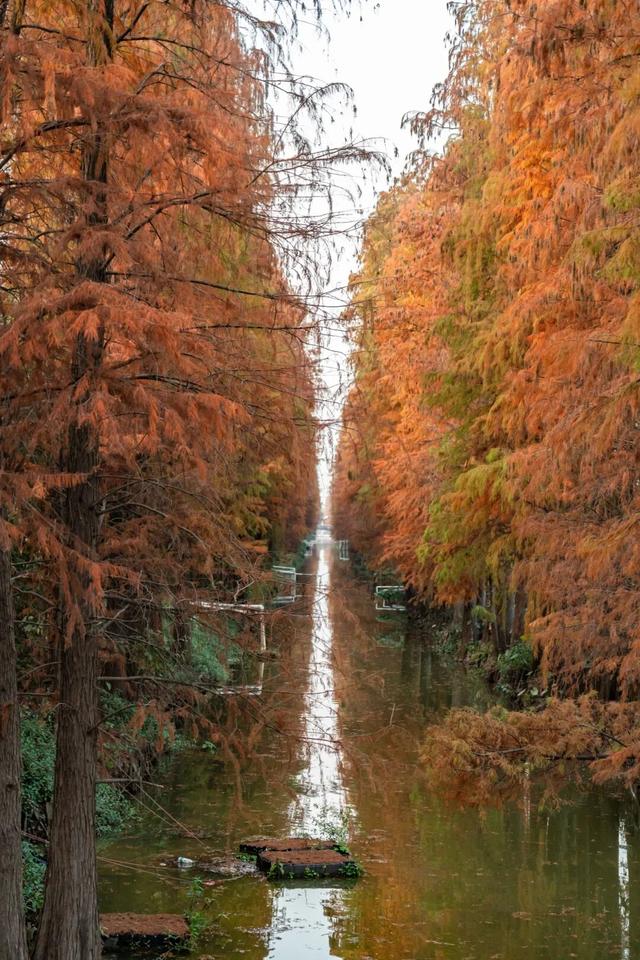 里水落羽杉红了！这些打卡点最出片→