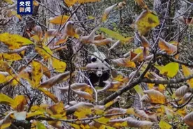 野外偶遇国宝 这一国家公园工作人员再遇野生大熊猫图片