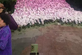 京津冀过大年｜世界花卉大观园新年花会蝴蝶兰瀑布引打卡热潮图片