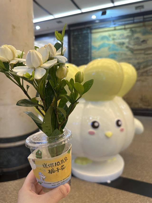 大雨挡不住热情，武汉博物馆百份栀子花“秒光”