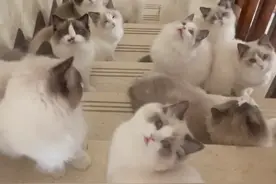 瓷砖公司老板将自家展厅改猫咖收养猫咪 爆火后遭不少人私信借钱图片