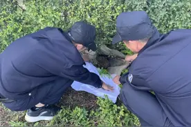 小刺猬“迷路”蜷缩路边，民警及时救助放归自然图片