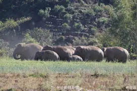 云南拍到数十头野象同框珍贵画面图片