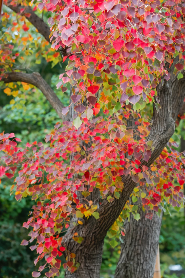 在上海市区的免费公园，一棵五彩树就是一场盛大的秋天！