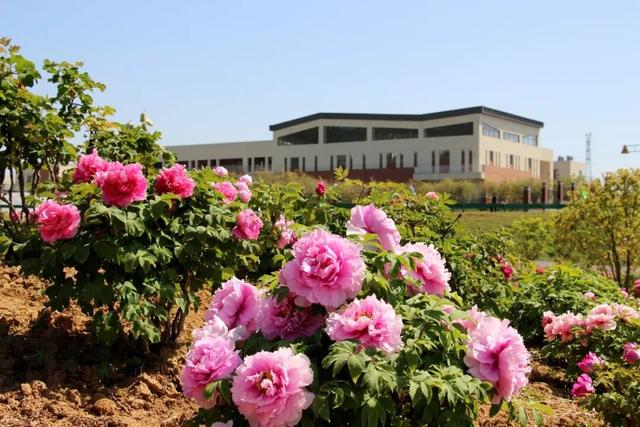 花开成海！快来打卡溧水这座校园