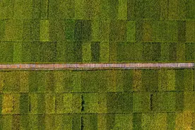 “农民丰收节”主会场 四川天星村“丰”景宜人图片