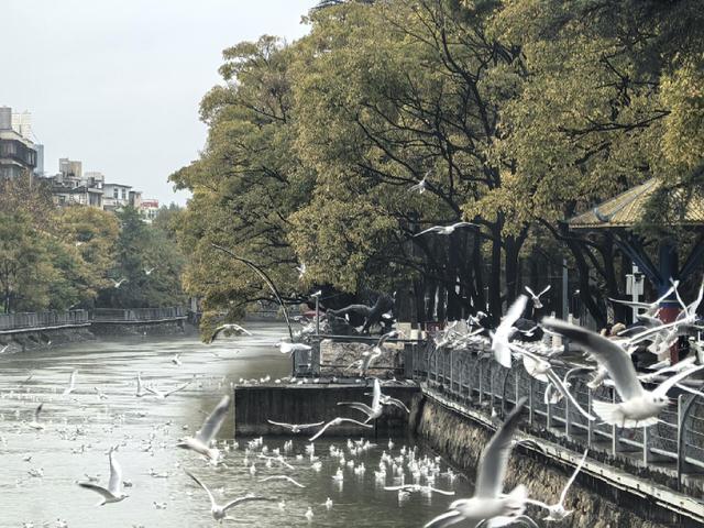 低温难挡人鸥情 环西桥掀观鸥打卡热