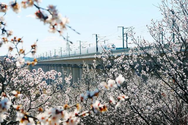 朝阳 浪漫来袭，邂逅“开往春天的列车”