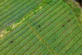 江西吉水：蒜苔喜丰收 蒜农采摘忙图片