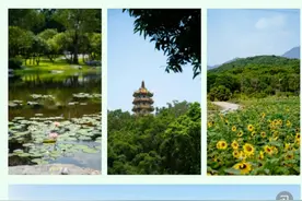 去环西丽湖绿道（碧道）别开车！绿色出行攻略赶紧码住！图片