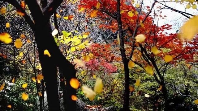 待天晴，看洛阳漫山姹紫嫣红→