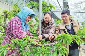 两年能结三季果！烟台大樱桃有望提前上市图片
