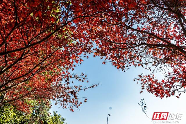 藏在长沙的冬日惊喜：乐喜湖的草木，还在演绎秋的余温