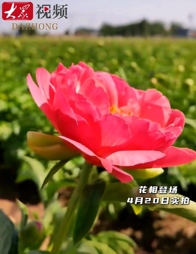 4月下旬至5月中旬，花相接棒花王！菏泽芍药最佳观赏期出炉了！