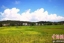 金秋又品稻鱼香 桂林灌阳稻田综合养鱼项目丰收图片