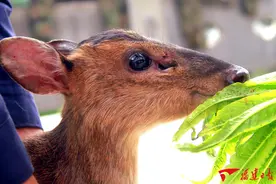 南平顺昌：夜闯城区山麂被放归大自然图片
