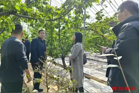 燕崖大樱桃搭上京东快车，“云销售”模式助力果农增收！图片