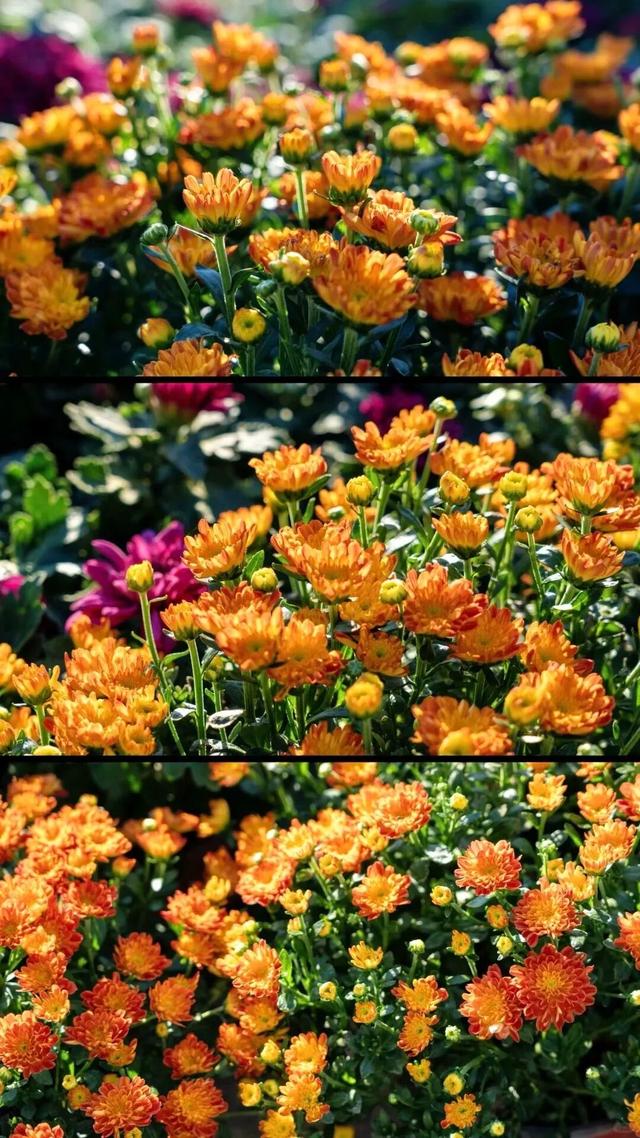 山东秋天的限定「色卡」，你集齐了吗？