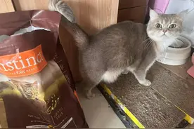 特朗普，先让宠物吃不起进口粮了图片