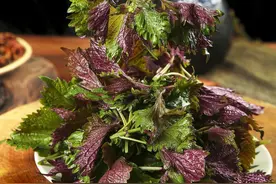 药食同源话“紫苏”，中秋时节餐桌上少不了它作伴！图片