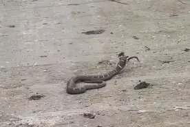 “长牛角”的蛇！《斗罗大陆》“天青牛蟒”再现凉山？专家辟谣图片