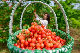 河南洛阳市集中连片推进乡村全面振兴的实践探索图片