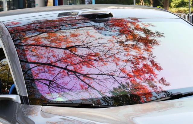 此时，闵行最美的地方就在……