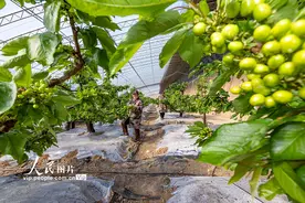 山西平陆：大棚樱桃春管忙图片