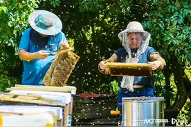 荔枝蜜最佳采收季！广州从化蜂农：丰收年，预计产蜜20多吨图片