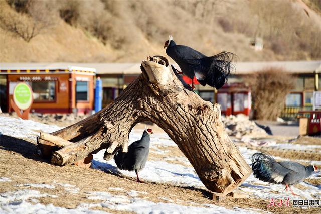 快来看！成群蓝马鸡亮相肃南马蹄寺