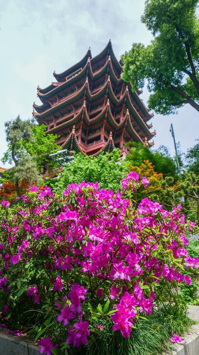 樱花之后，武汉多种春花接档，武汉公园绣出“开不尽”的春之卷