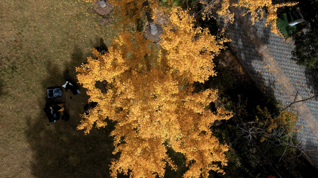 不扫的金叶，是罗店藏在碎金光影里的秋日私语