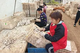 河南省西峡县双龙镇：双孢菇撑起“产业伞” 农民走上致富路图片