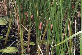 合肥全力清理“恶之花”福寿螺卵 疾控提醒：勿触勿食，暗藏致命危险图片